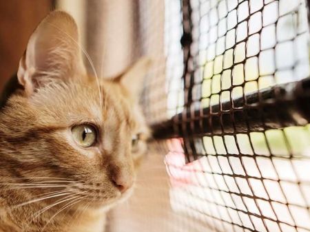 Bild für Kategorie Absturzsicherung für Katzen